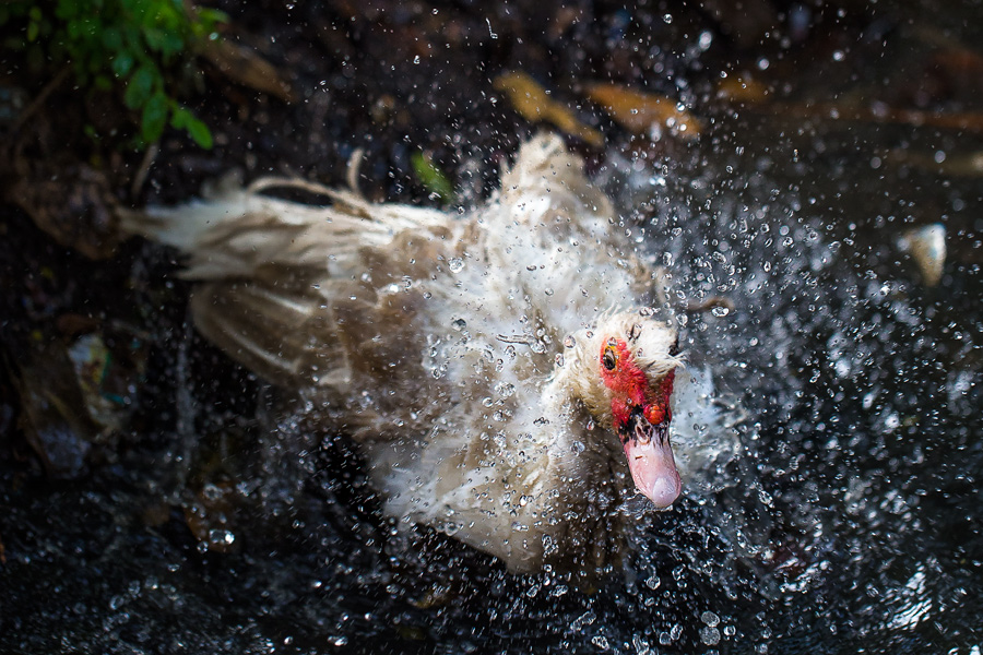 Splashing Goose (Crop)